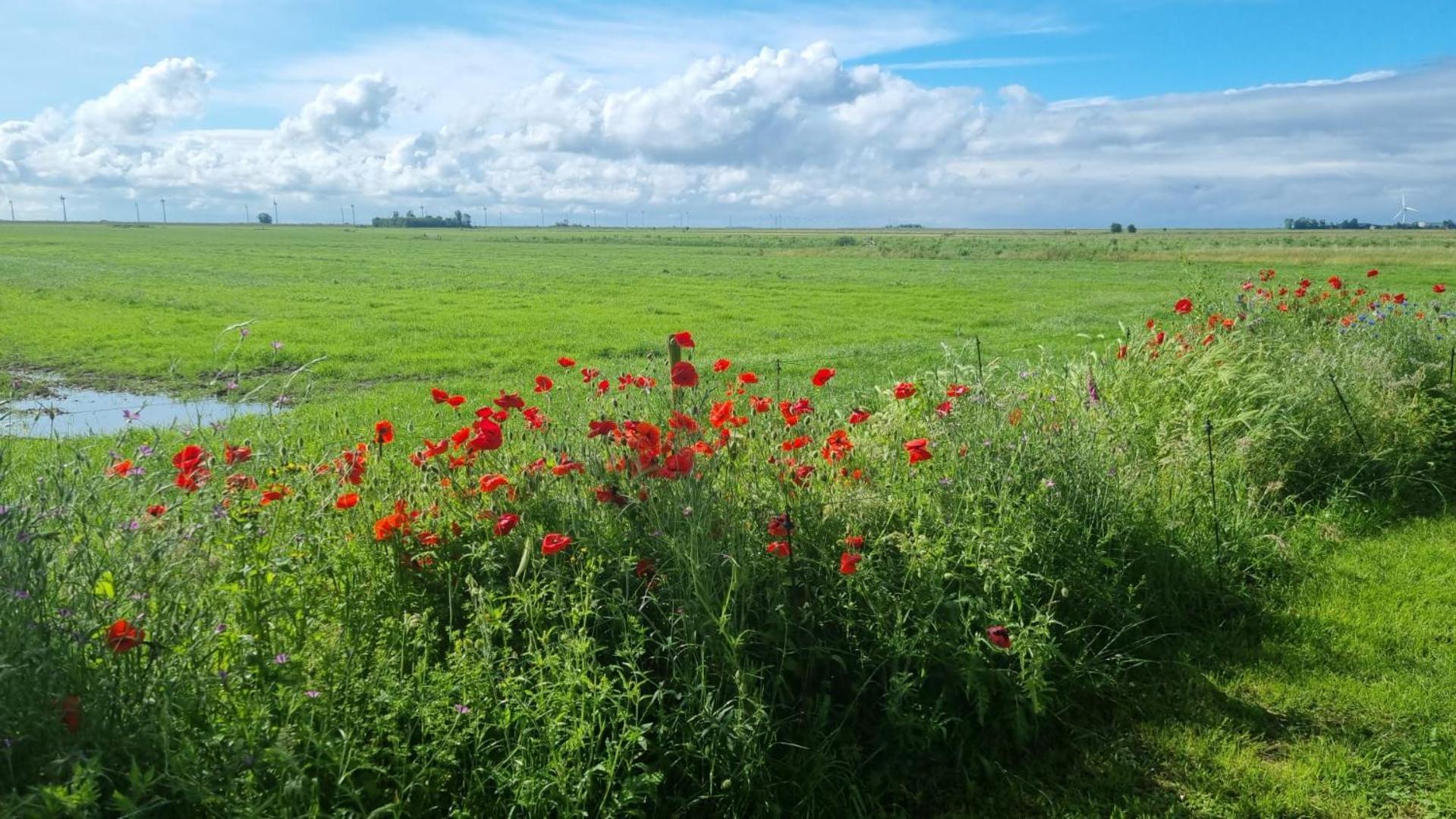 Lyklamastate Nijemirdum ภายนอก รูปภาพ